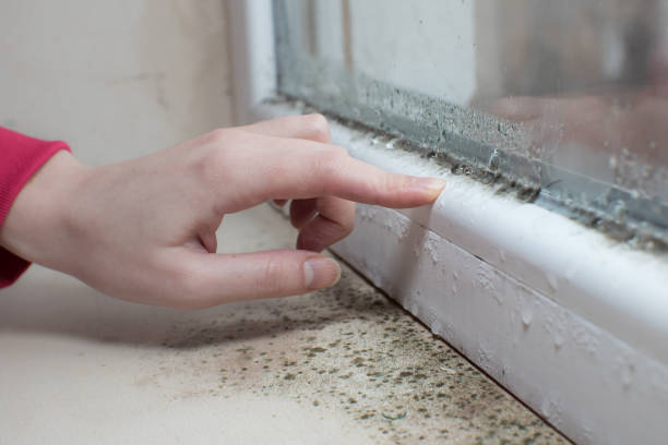 Best Mold Odor Removal Services  in Myersville, MD